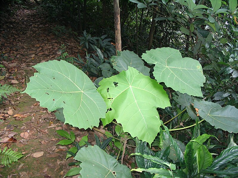 File:Macaranga gigantea - feuilles.JPG