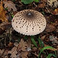 * Nomination Parasol mushroom (Macrolepiota procera) -- George Chernilevsky 00:08, 16 October 2020 (UTC) * Promotion  Support Good quality. --Stepro 00:12, 16 October 2020 (UTC)