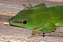 Madagascar day gecko (Phelsuma madagascariensis madagascariensis) 2.jpg