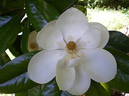 Magnolia - Wikiwand