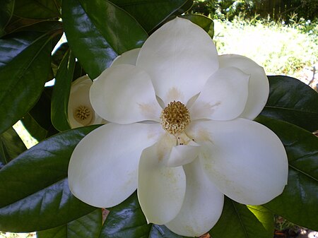 ไฟล์:Magnolia_grandiflora_flower.JPG