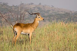 Male Ugandan kob - Queen Elizabeth National Park, Uganda (4).jpg
