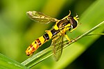 Thumbnail for List of hoverfly species of Great Britain