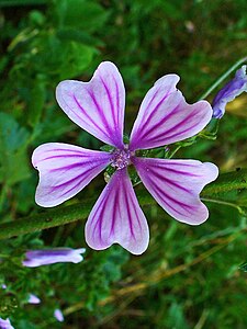 Malva sylvestris Flower