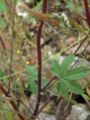 leaf in the middle of the stem