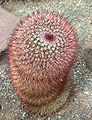 Mammillaria spinosissima