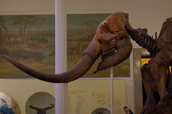 Mammoth skeleton in NYC Museum of Natural History