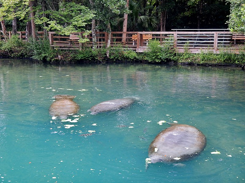 File:Manatees at Ellie Schiller Homosassa Springs Wildlife State Park - panoramio.jpg