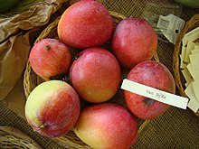 Van Dyke (mango) httpsuploadwikimediaorgwikipediacommonsthu