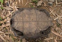 Plastron from Kaeng Krachan National Park in Thailand. Manouria-emys-kaeng-krachan-national-park-under-640x426.jpg