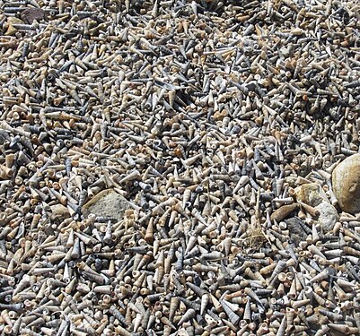 Maoricolpus - the New Zealand screw shell, at Aramoana Beach, Dunedin