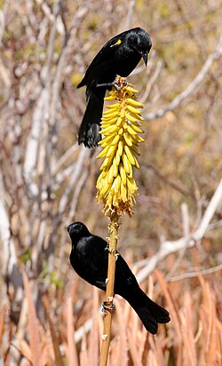 Mariquita Yellow-shouldered Blackbird (5839986495).jpg