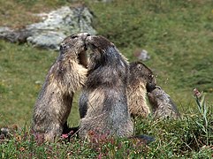 Marmottons dans le parc national de la Vanoise.