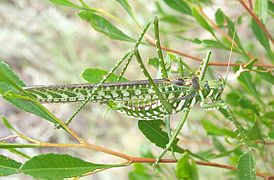 The spotted predatory katydid (Chlorobalius leucoviridis) is an acoustic aggressive mimic of cicadas.