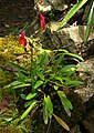 Masdevallia veitchiana Peru - Machu Picchu