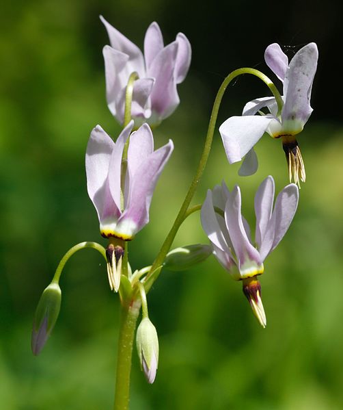 File:Mead-Götterblume.jpg