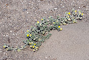 Medicago marina - Coastal medick - Sahil yoncası 01.jpg