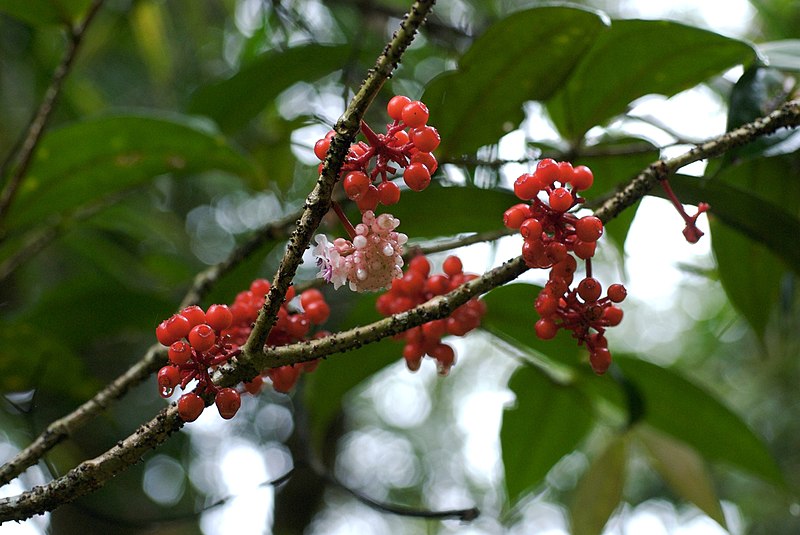 File:Medinilla beamanii.jpg