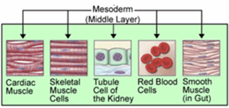 ไฟล์:Mesoderm.png