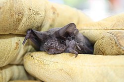 Mexican free-tailed bat (8006850175).jpg
