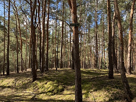 Michendorf Grämitzberge (1)