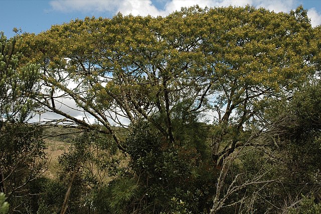 File:Mimosa-scabrella.jpg