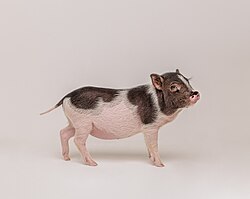 Mini Pig.jpg