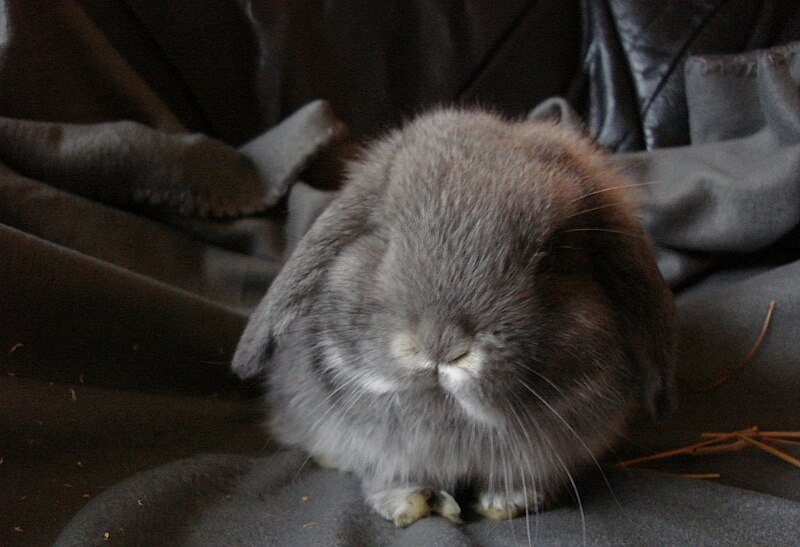 File:Miniature Lop3 - Grey.jpg