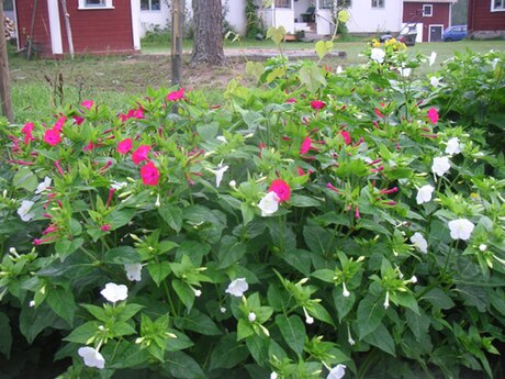 Mirabilis jalapa