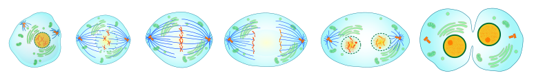 File:Mitosis cells sequence.svg