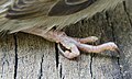 * Nomination Paw of a house sparrow (Passer domesticus) in Colmar (Haut-Rhin, France). --Gzen92 12:27, 29 April 2020 (UTC) * Promotion Good quality. --Moroder 05:55, 7 May 2020 (UTC)