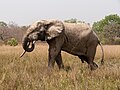 * Nomination African elephant in Mole National Park, Ghana --MB-one 17:25, 2 June 2023 (UTC) * Promotion  Support Good quality. --Ercé 06:02, 3 June 2023 (UTC)