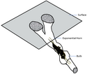 Mole cricket's exponential horn amplifier