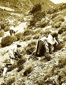 Récolte de la lavande sauvage, vers 1890, sur les pentes de la montagne de Lure