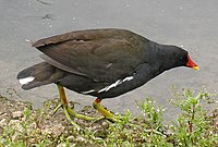 Common gallinule, this species can be commonly seen in the botanical garden of the University of Puerto Rico at Río Piedras.
