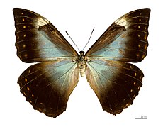 Female Morpho telemachus telemachus MHNT Femelle dos.jpg