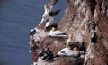 Morus bassanus, Northern Gannet