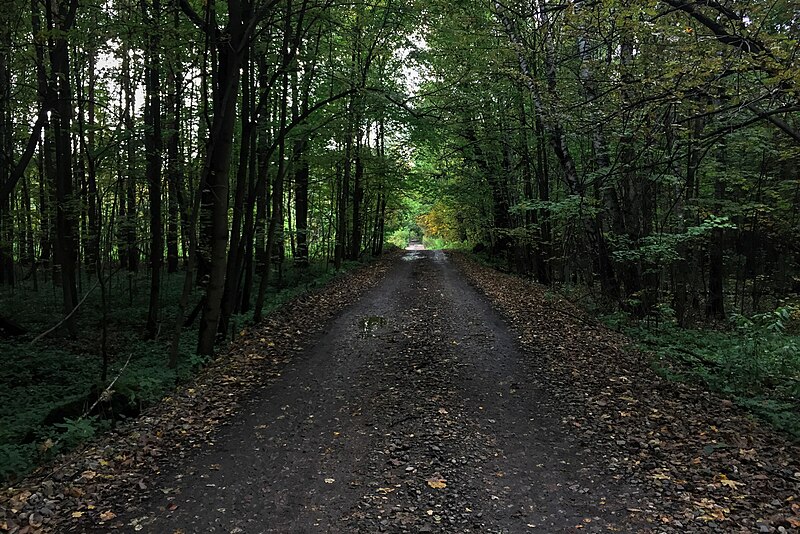 File:Moscow, road through Losiny Ostrov forest (31587252881).jpg
