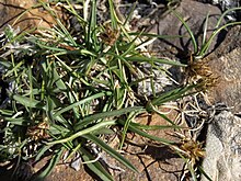 Mount Dana sedge, Carex incurviformis (27874570038).jpg
