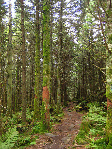 Mount Rogers - Spruce-Fir Forest Mount Rogers - Spruce-Fir Forest.jpg