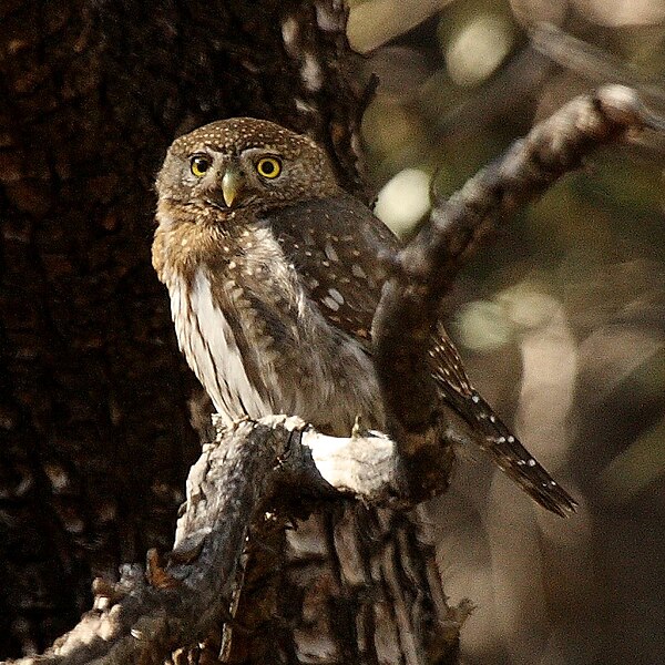File:Mountain Pygmy Owl Glaucidium gnoma Arizona.jpg