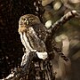 Thumbnail for Northern pygmy owl