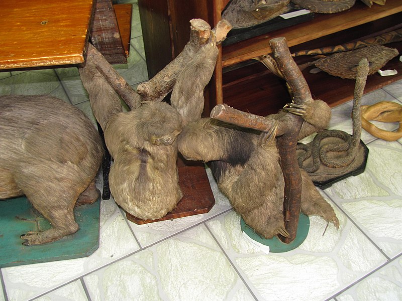 File:Museu Zoológico Municipal de Rio Pardo 28.JPG
