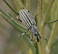 Myrmex için küçük resim