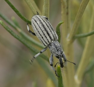 <i>Myrmex</i> (beetle) Genus of beetles