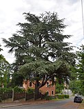 ND 0013WR Atlas cedar (Blankenburg (Harz))