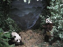 The museum's panda diorama, located in Asian Mammals. NMBE Panda.jpg