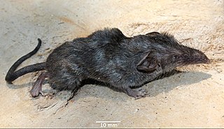 Narcondam shrew Species of shrew