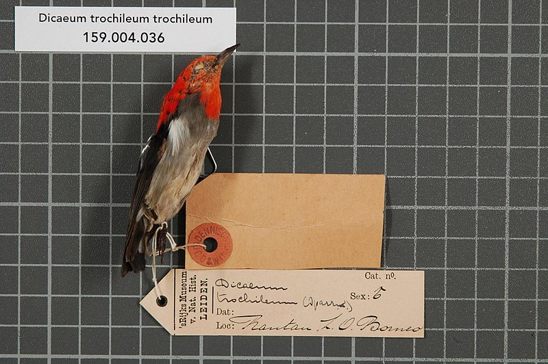 File:Naturalis Biodiversity Center - RMNH.AVES.132353 1 - Dicaeum trochileum trochileum Sparrman, 1789 - Dicaeidae - bird skin specimen.jpeg