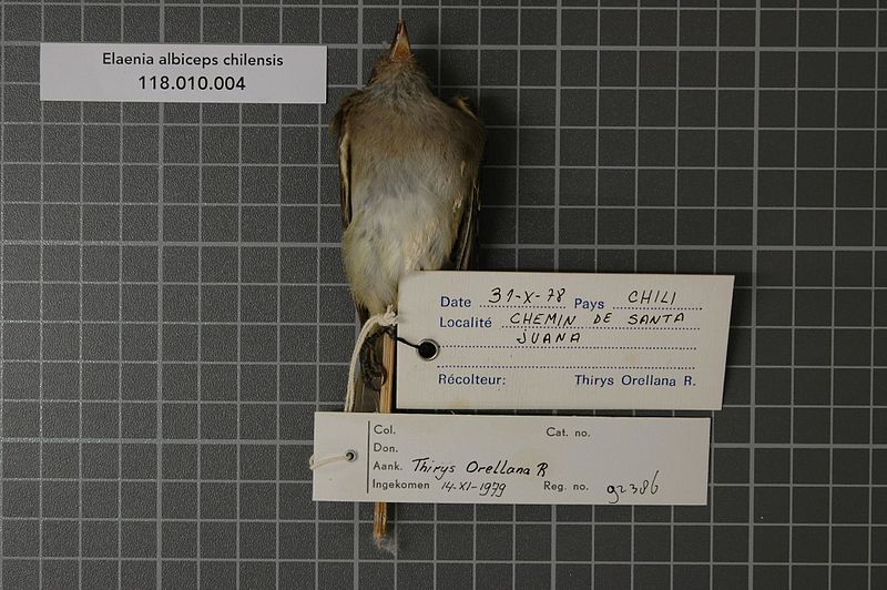 File:Naturalis Biodiversity Center - RMNH.AVES.92386 2 - Elaenia albiceps chilensis Hellmayr, 1927 - Tyrannidae - bird skin specimen.jpeg